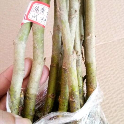 德庆县长果桑苗 