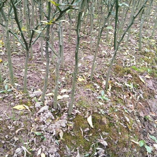 荔浦市枳壳苗 移栽苗 0.5~1米 