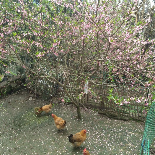 重庆市土鸡 7-8斤 公 