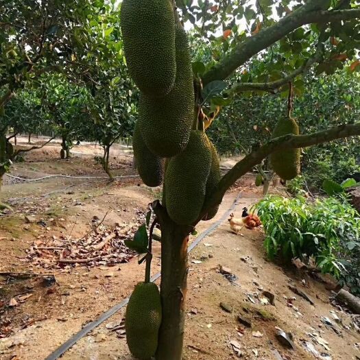 灵山县马来西亚一号菠萝蜜苗 