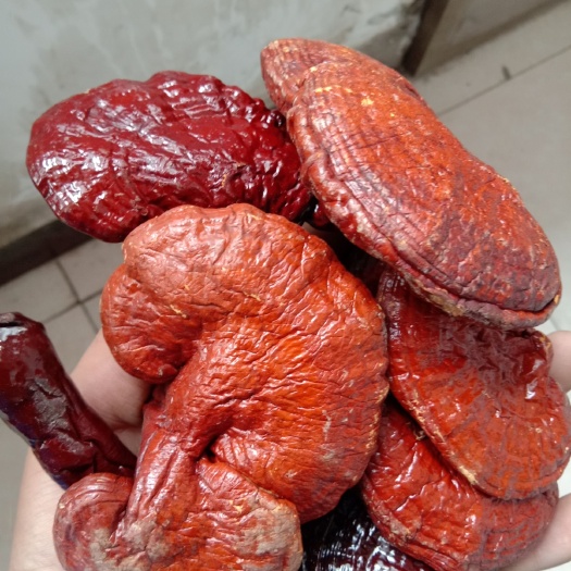 亳州赤灵芝  灵芝