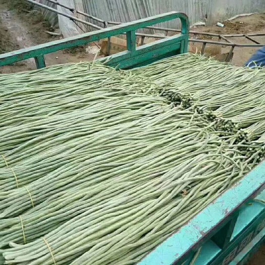莘县长豇豆 量大莘县