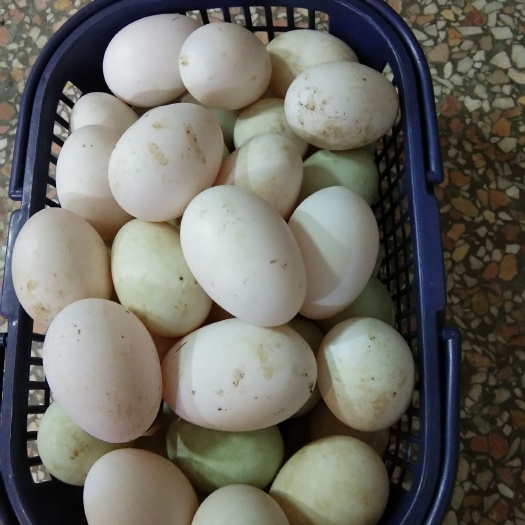 金华土鸭蛋 食用 散装 
