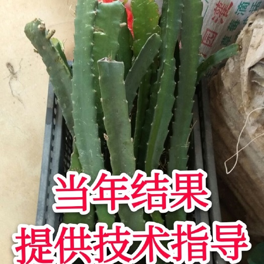 红皮红肉火龙果苗  红心火龙果苗、自花授粉、提供技术