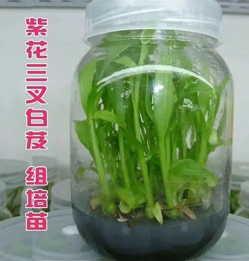 正安县紫花白芨苗 