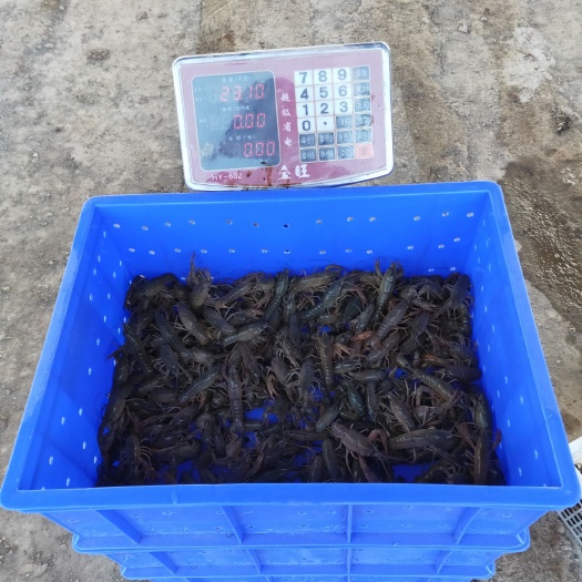 遂宁龙虾苗 