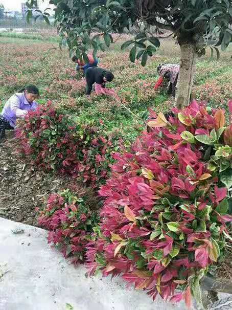 桂花树种子 这个是多少钱一斤的