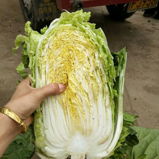 菊锦大白菜  黄心大白菜大量上市 产地直销 货源充足 质量保证