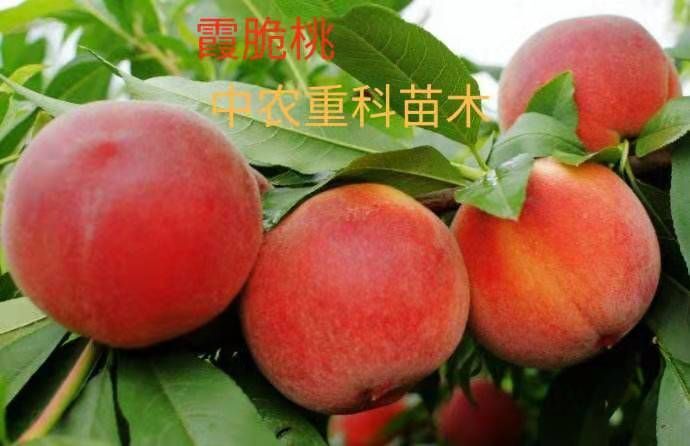 简阳市霞脆桃苗  霞脆桃树苗