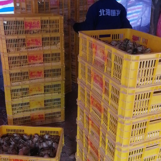 合浦县灵山土鸡 