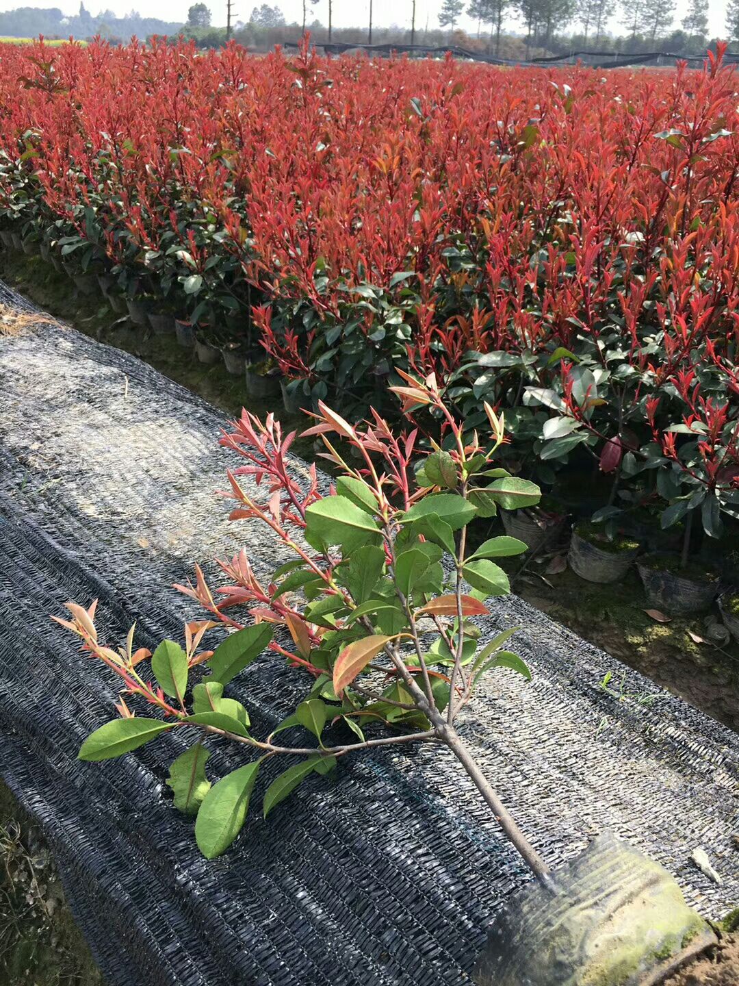 [紅葉石楠批發]紅葉石楠苗小苗紅羅賓綠化樹苗庭院花卉園林綠化火焰紅