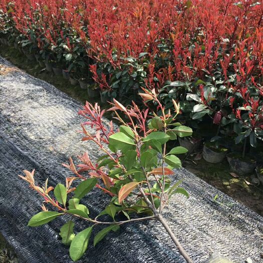 沭阳县红叶石楠苗小苗红罗宾绿化树苗庭院花卉园林绿化火焰红篱笆苗树苗