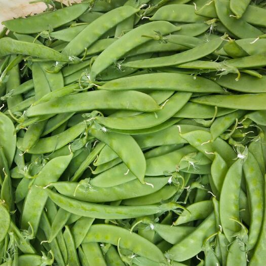 昆明荚豆 8cm~12cm 