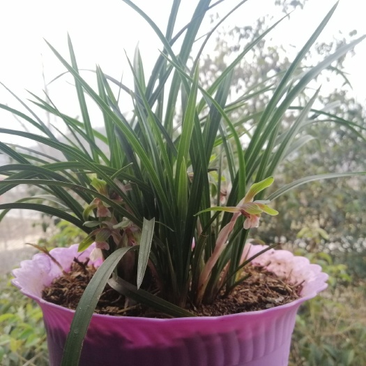 随县春兰20棵苗起拍绿植花卉兰花苗兰花草盆景邮费一件8块多购优惠