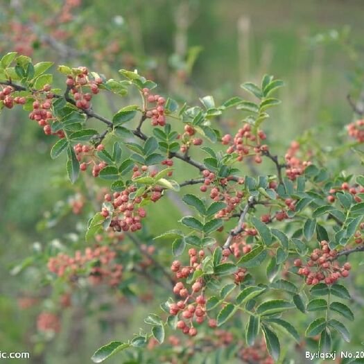 石家庄大红袍花椒 特级 干花椒 