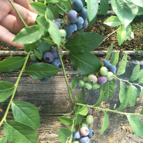 北陆蓝莓 15mm以上 鲜果 