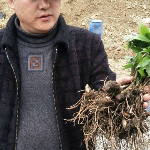 峨边县华重楼 