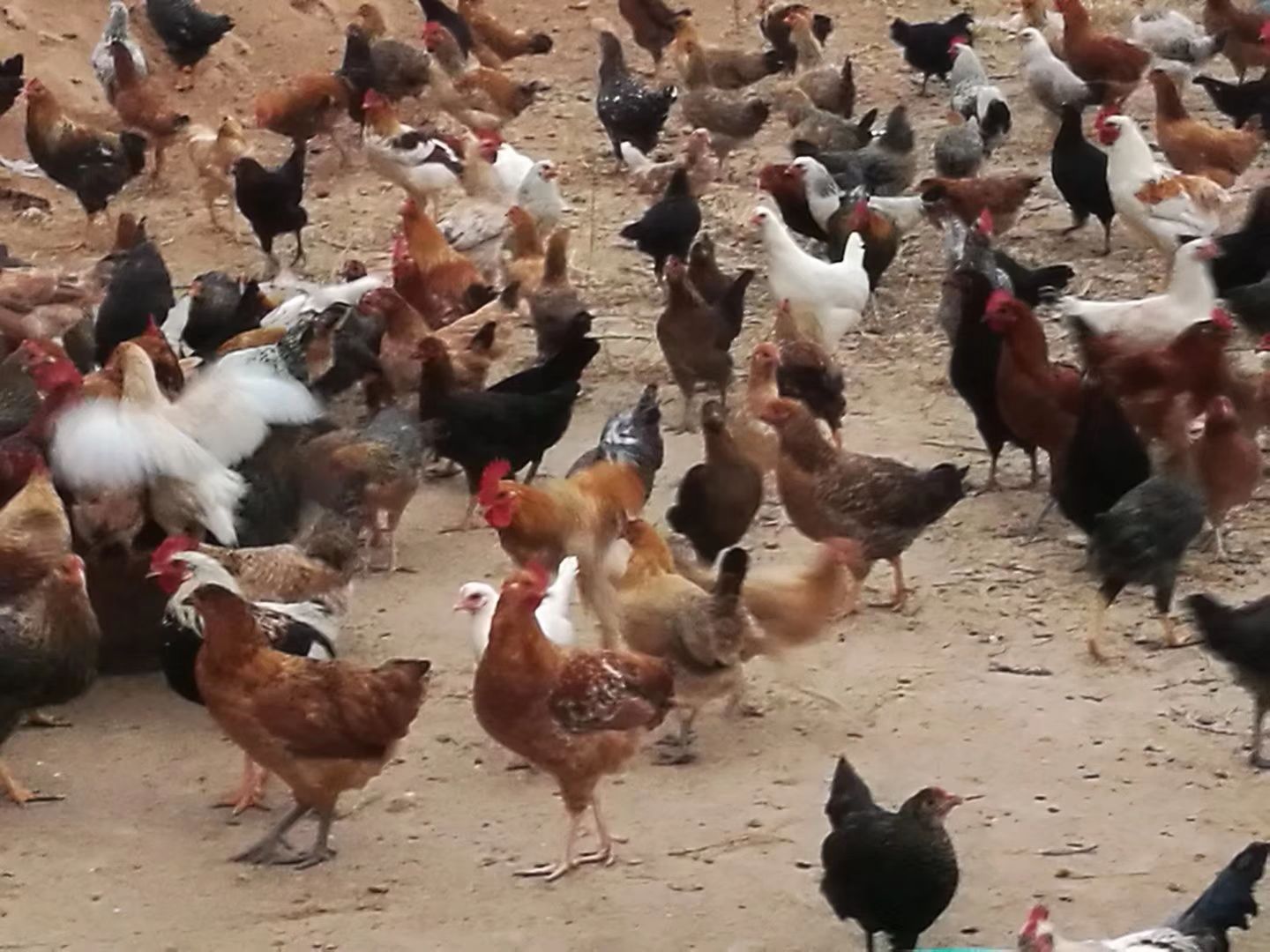 土鸡蛋 食用 散装 