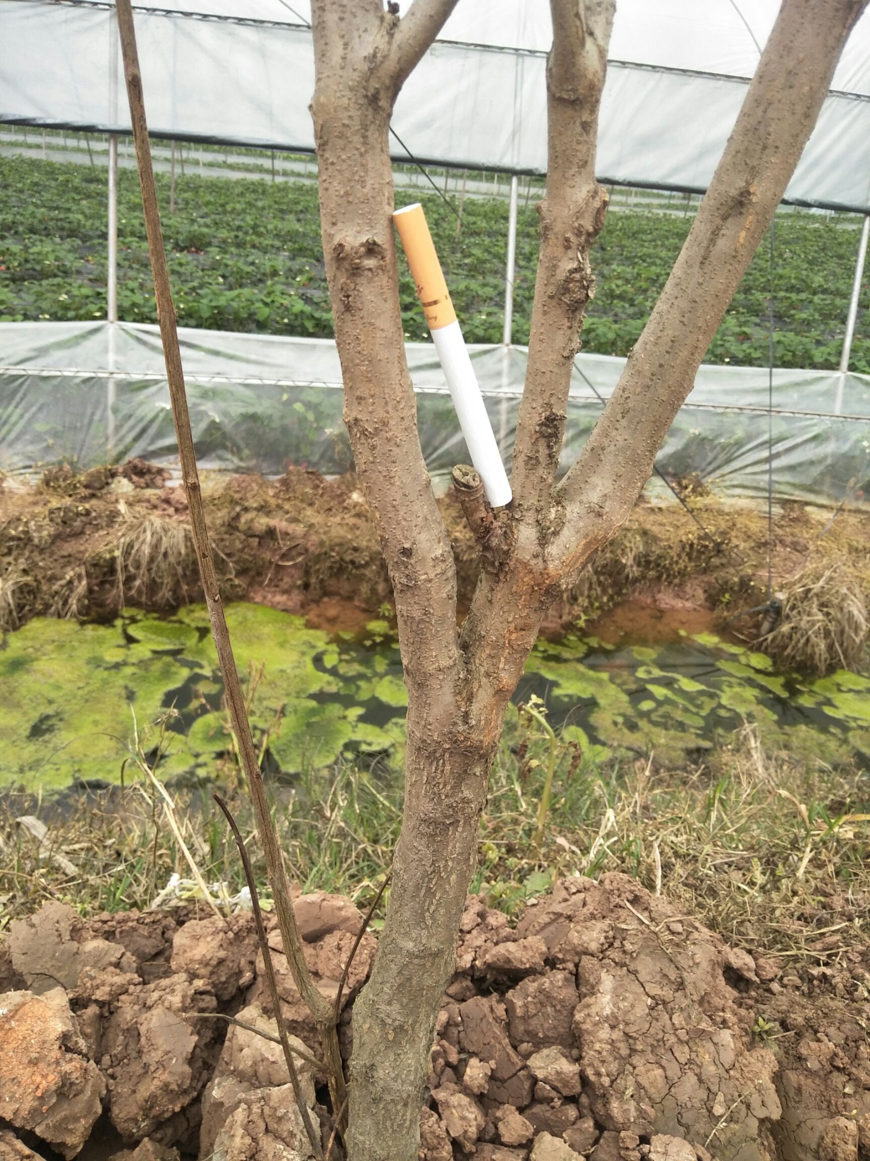 突尼斯软籽石榴树苗 突尼斯软籽石榴 3-4年大苗 已结果两年