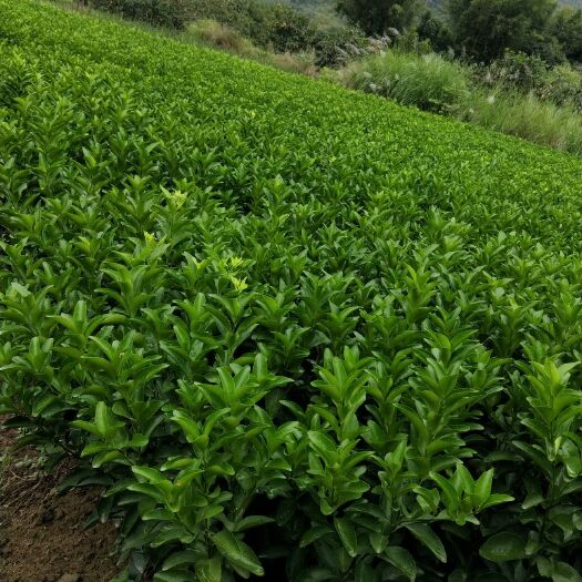平乐县砂糖橘苗 嫁接苗 0.25米 