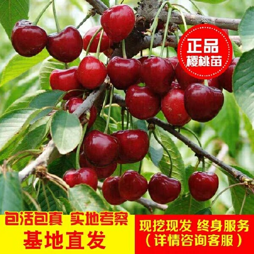 平邑县矮化樱桃苗 樱桃车厘子树苗当年结果盆栽地栽南北方种植果树
