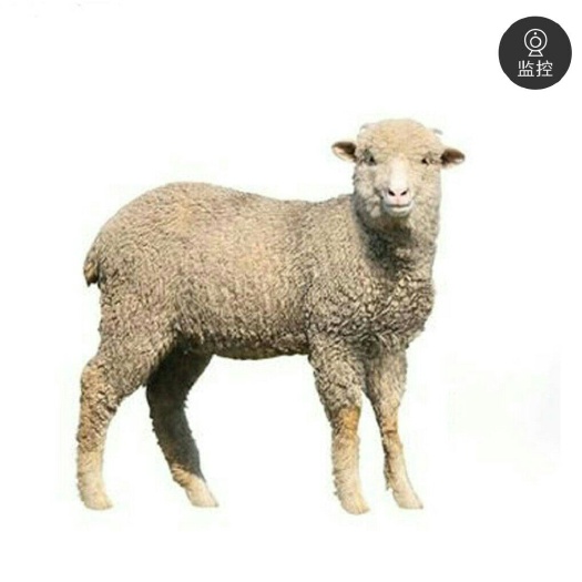 哈尔滨小尾寒羊 30-50斤 
