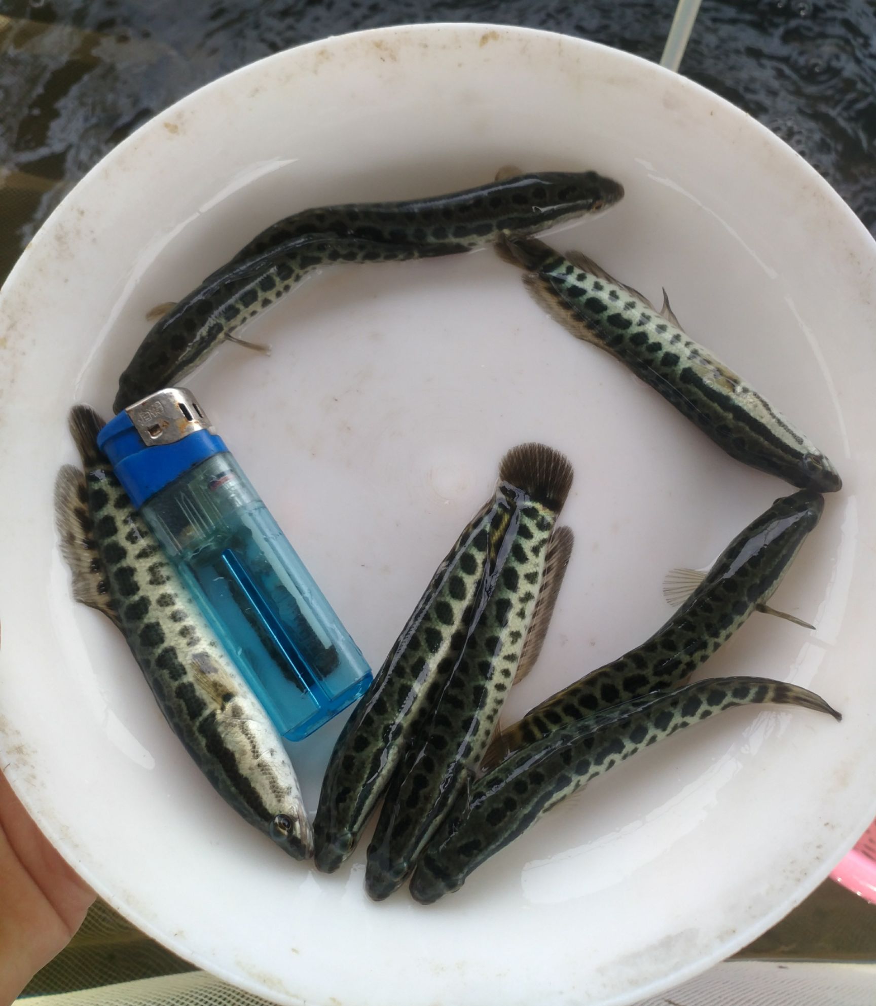  广州汇海水产渔场直供黑鱼苗 杂交黑鱼苗 生鱼苗 财鱼苗 快大