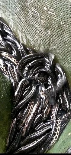  广州汇海水产渔场直供黑鱼苗 杂交黑鱼苗 生鱼苗 财鱼苗 快大