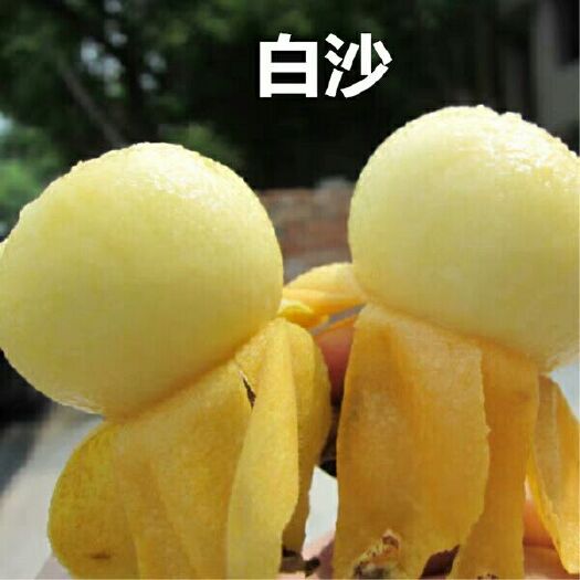 平邑县白沙枇杷苗