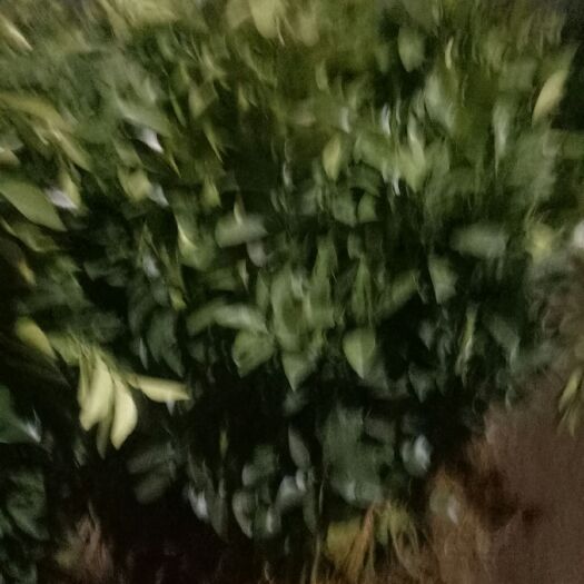 平邑县红心柚苗 