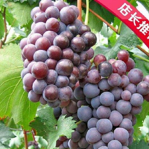 平邑县巨峰葡萄苗 