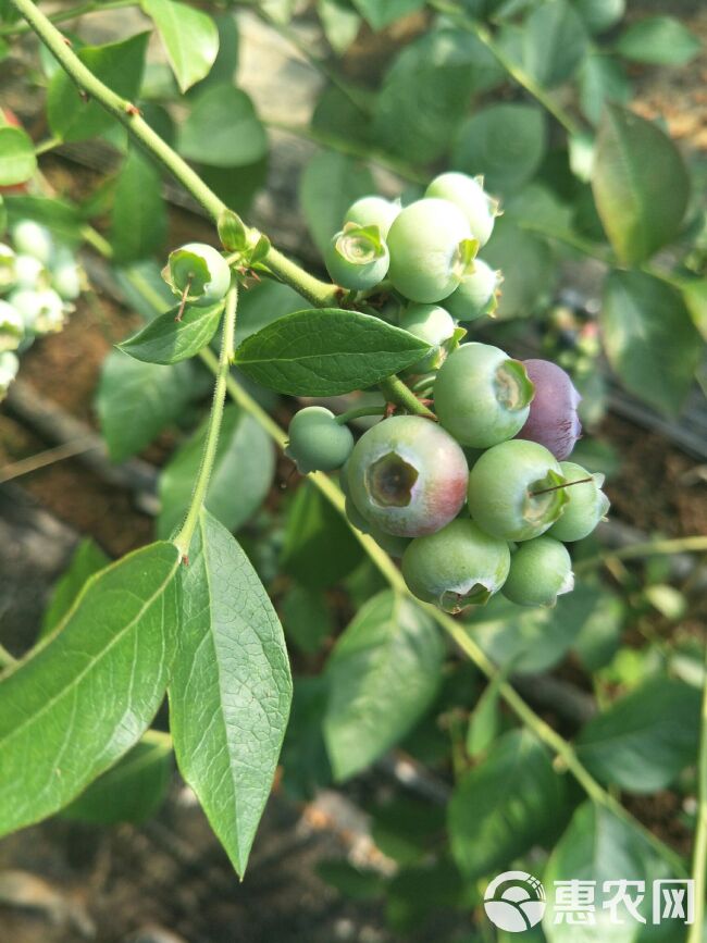 北陆蓝莓 15mm以上 鲜果 