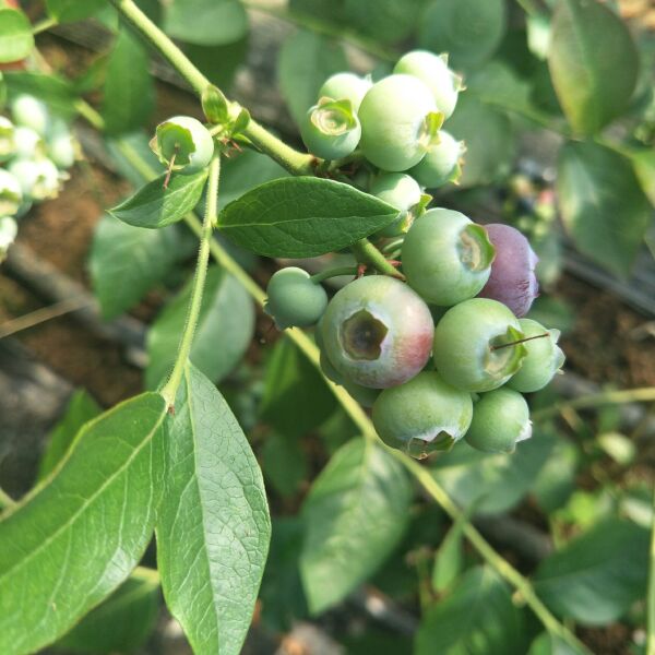 北陆蓝莓 15mm以上 鲜果 