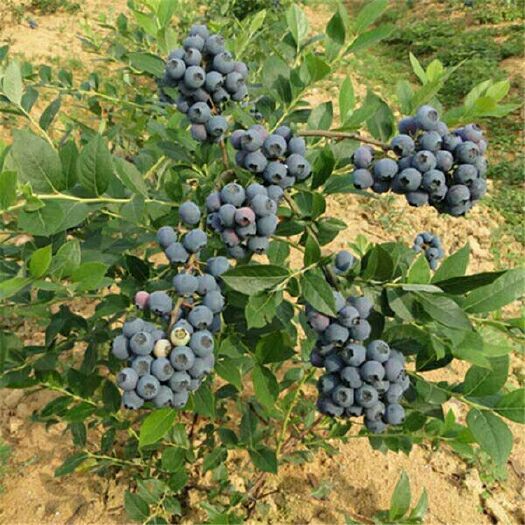 平邑县兔眼蓝莓苗 品种多样，量大优惠