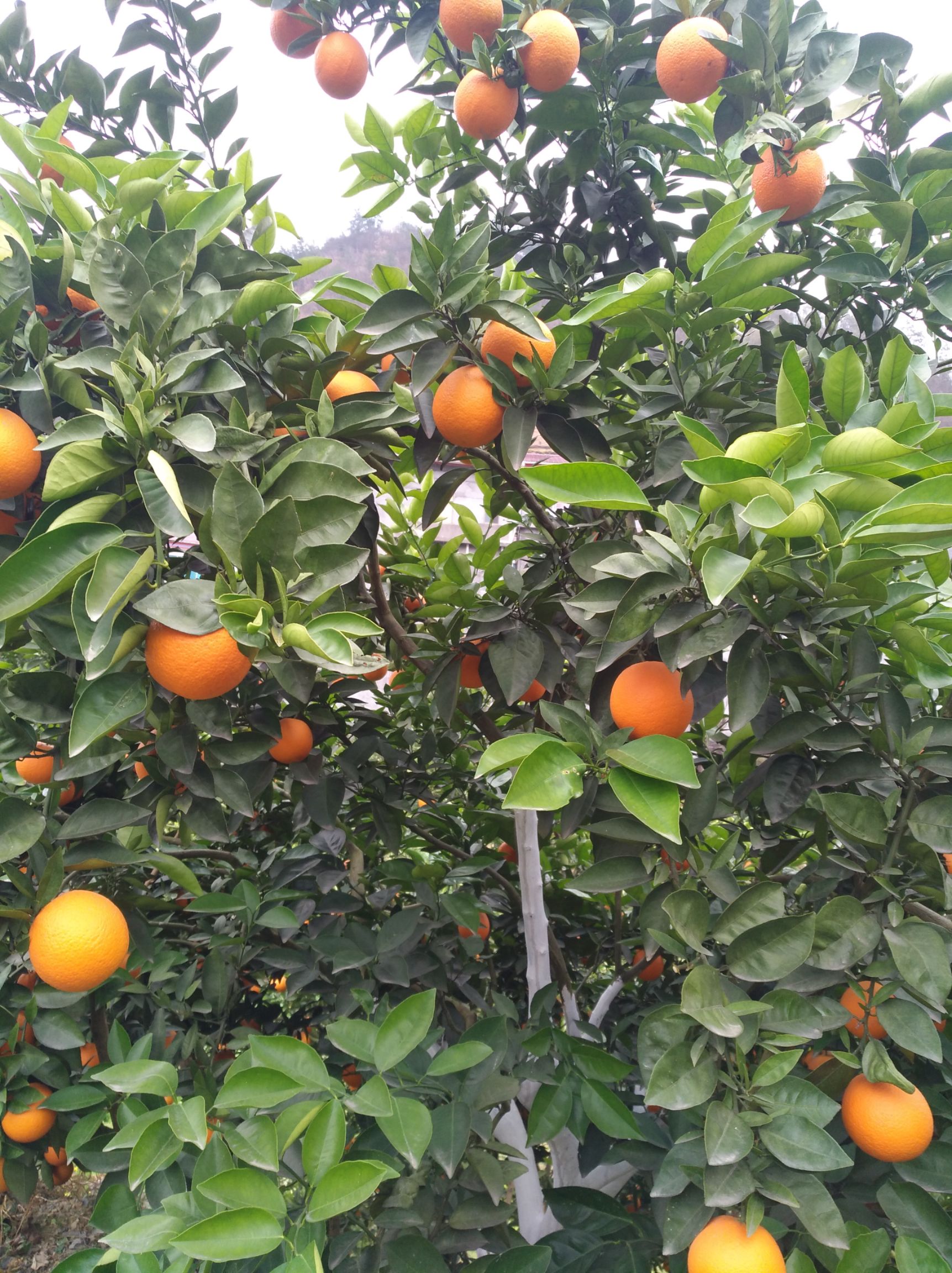 夏橙 65 - 70mm 4-8两