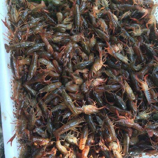 潜江市小龙虾苗