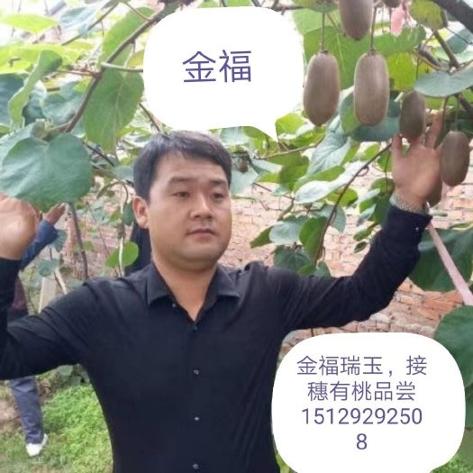 武功县金福猕猴桃苗 嫁接苗 