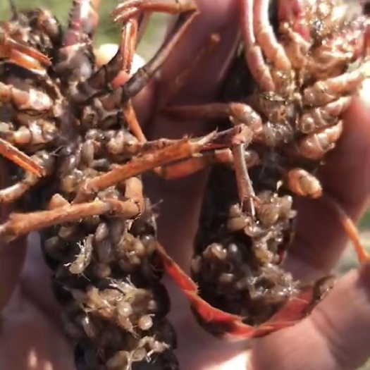 沭阳县澳洲淡水小龙虾苗 