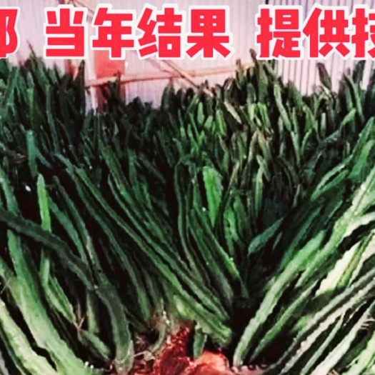 红心火龙果苗、当年结果、自花授粉、种不活包退换、提供技术