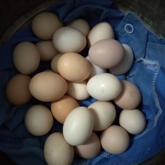 云梦县土鸡蛋 食用 散装 