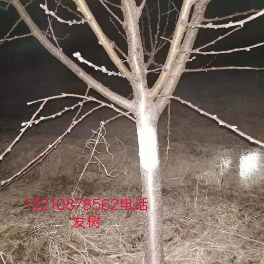 青岛山毛桃树苗 1~1.5米 
