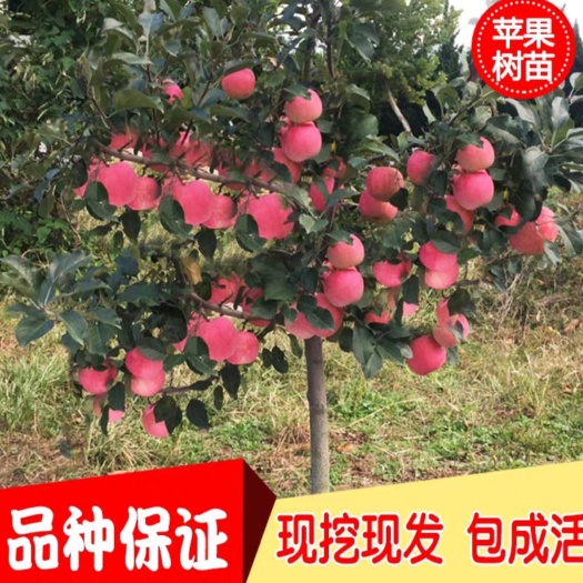 平邑县蛇果苹果苗 2.5~3米 