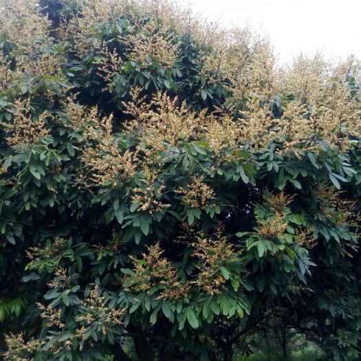 东莞市 正宗农家自产绿色天然荔枝蜜塑料瓶装1斤包邮