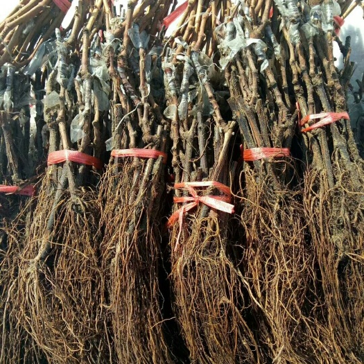 公主岭市巨峰葡萄苗 甜蜜蓝宝石阳光玫瑰等