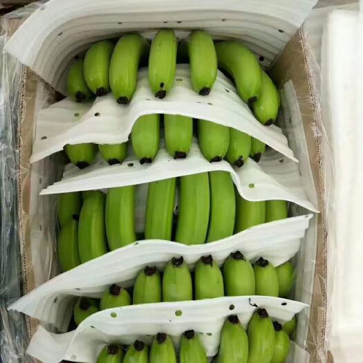 腾冲市缅甸香蕉 七成熟