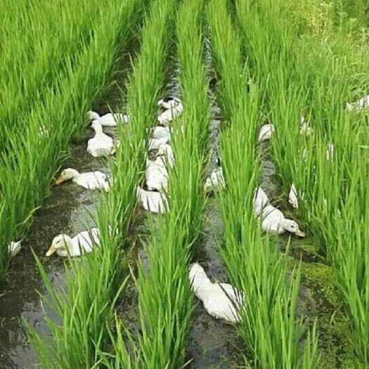 鸭稻米  鸭田大米，鸭稻共生模式，东北产地直销。