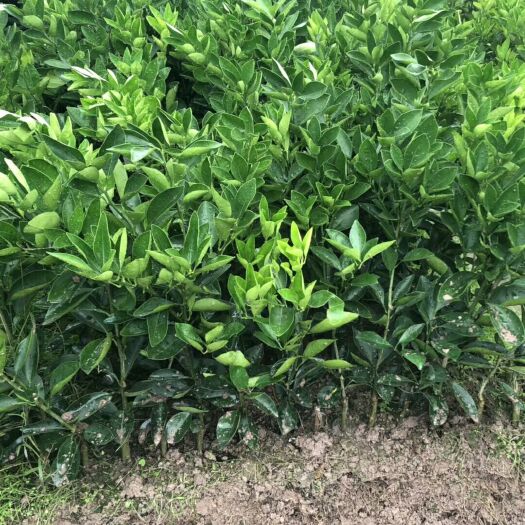 荔浦市伦晚脐橙苗 嫁接苗 0.5~1米 