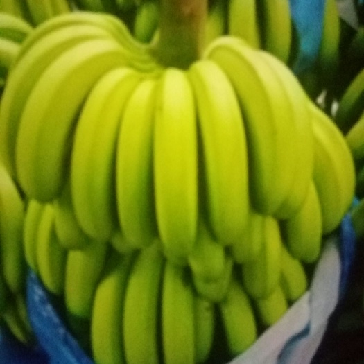 长春广西蕉 七成熟 