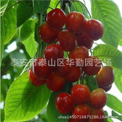 平邑县矮化樱桃苗 