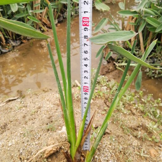漳浦县再力花 